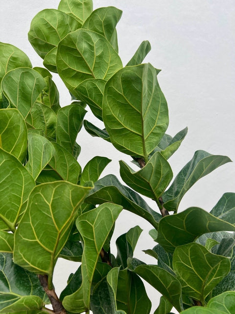 Fiddle Leaf Fig Bush (Bambino) - Plantology USA - Small 2 - 3 Feet