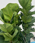 Fiddle Leaf Fig Bush (Bambino) - Plantology USA - Small 2 - 3 Feet