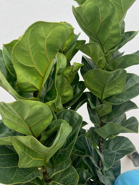 Fiddle Leaf Fig Bush (Bambino) - Plantology USA - Small 2 - 3 Feet