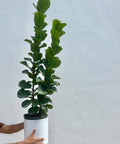 Fiddle Leaf Fig Bush (Bambino) - Plantology USA - Small 2 - 3 Feet