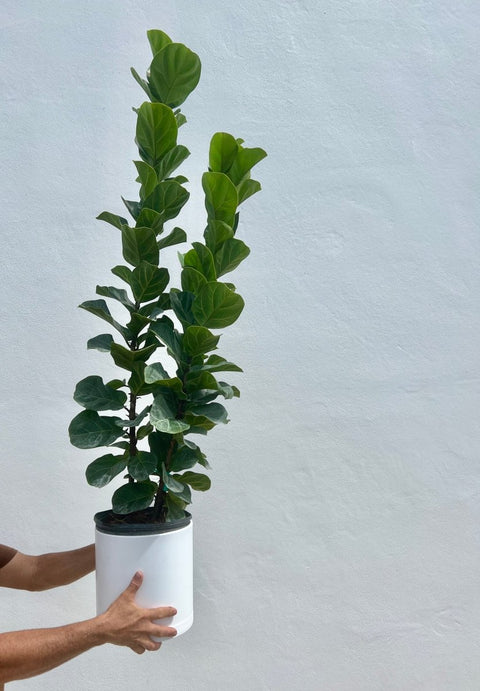 Fiddle Leaf Fig Bush (Bambino) - Plantology USA - Small 2 - 3 Feet