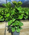 Fiddle Leaf Fig (Ficus Lyrata) - Plantology USA - Bush