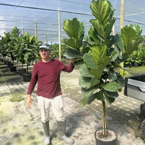 Fiddle Leaf Fig (Ficus Lyrata) - Plantology USA - Bush