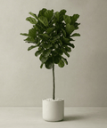 Fiddle Leaf Fig (Ficus Lyrata) - Plantology USA - Showstopper 6ft+