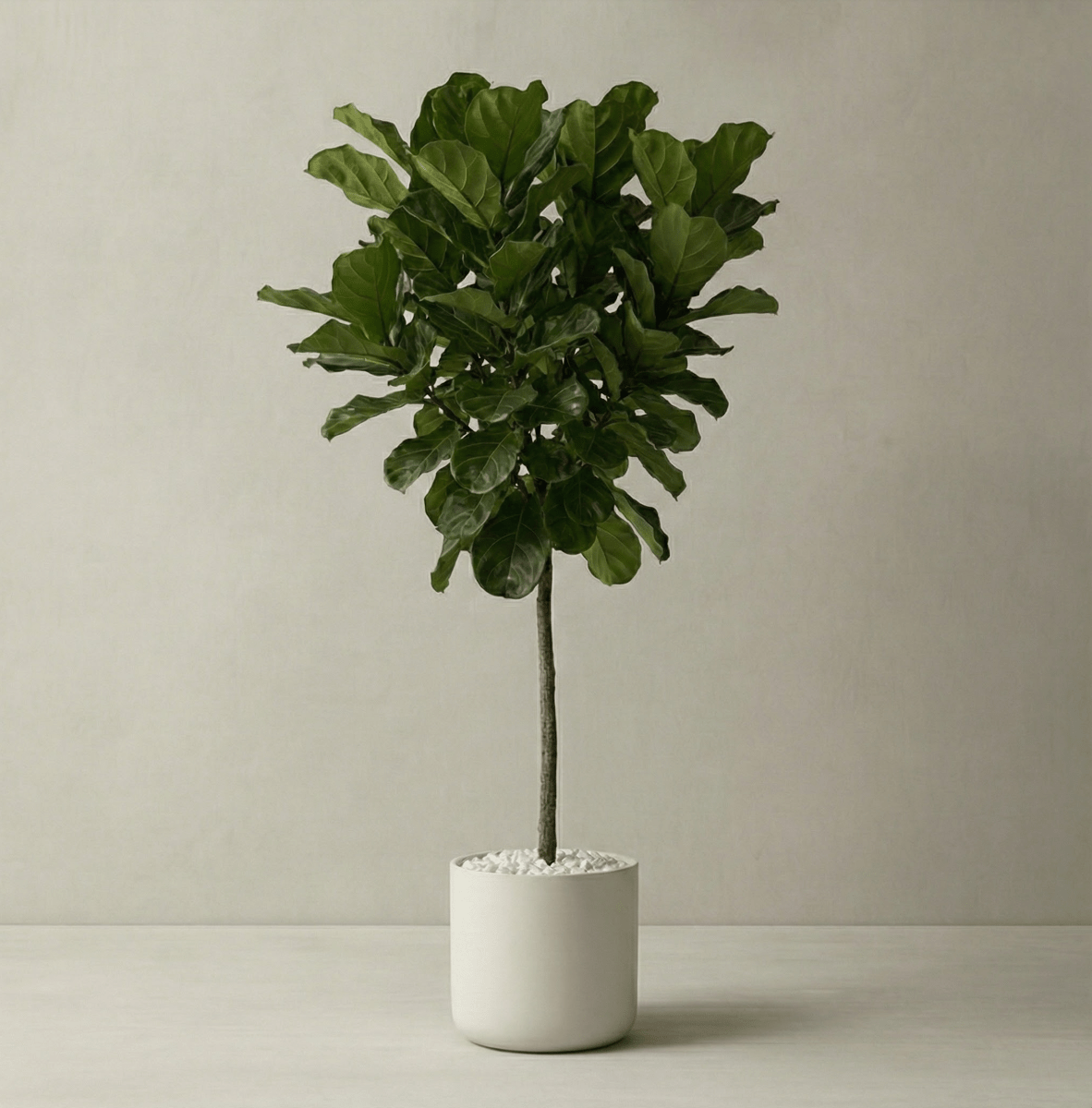 where to buy a live fiddle leaf fig tree Fiddle Leaf Fig for Sale