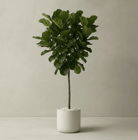 Fiddle Leaf Fig (Ficus Lyrata) - Plantology USA - Showstopper 6ft+