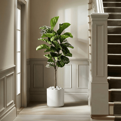 Fiddle Leaf Fig (Ficus Lyrata) - Plantology USA - Statement 4 - 5 Feet