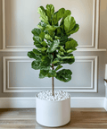 Fiddle Leaf Fig (Ficus Lyrata) - Plantology USA - Tree (Standard)