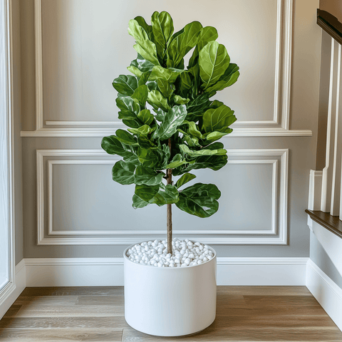 Fiddle Leaf Fig (Ficus Lyrata) - Plantology USA - Tree (Standard)