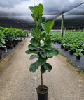Fiddle Leaf Fig (Ficus Lyrata) - Plantology USA - Tree (Standard)