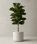 Fiddle Leaf Fig (Ficus Lyrata) - Plantology USA - Tree (Standard)