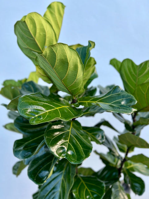Fiddle Leaf Fig (Ficus Lyrata) - PlantologyUSA - Grower’s Pick 4-6 Feet