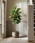 Fiddle Leaf Fig + Pot (Gift Bundle) - Plantology USA - 4 - 5 Feet