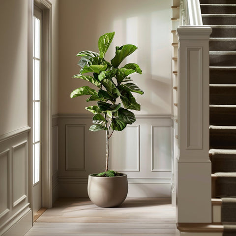 Fiddle Leaf Fig + Pot (Gift Bundle) - Plantology USA - 4 - 5 Feet