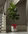 Fiddle Leaf Fig + Pot (Gift Bundle) - Plantology USA - 5 - 6 Feet