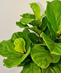 Fiddle Leaf Fig + Pot (Gift Bundle) - Plantology USA - 6 Feet +