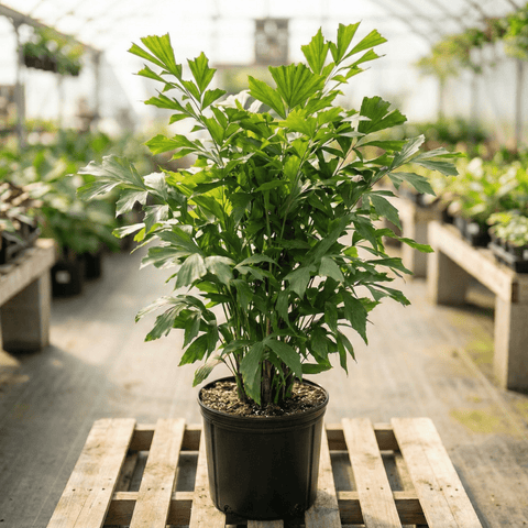 Fishtail Palm (Caryota mitis) - Plantology USA - 2 - 3 Feet