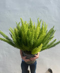 Foxtail Fern (Asparagus densiflorus 'Meyerii') - Plantology USA - Medium