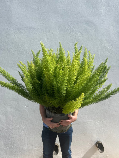 Foxtail Fern (Asparagus densiflorus 'Meyerii') - Plantology USA - Medium