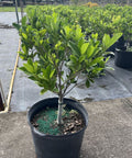 Gardenia Grafted Miami Supreme Tree (Gardenia spp.) - Plantology USA - Large 22-28"