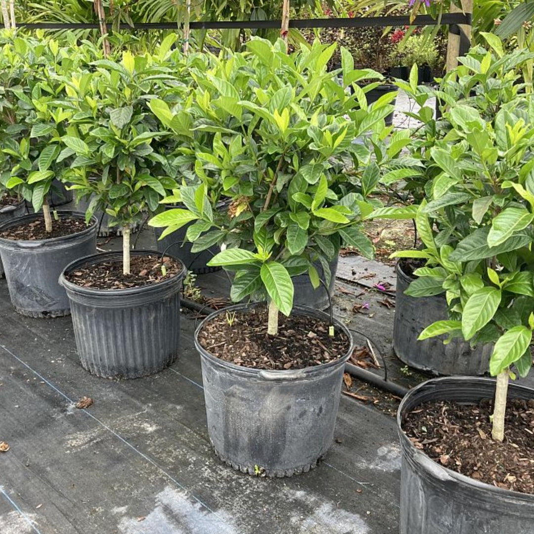 Gardenia Grafted Miami Supreme for Sale | PlantologyUSA.com ...