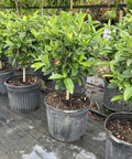 Gardenia Grafted Miami Supreme Tree (Gardenia spp.) - Plantology USA - Large 22-28"