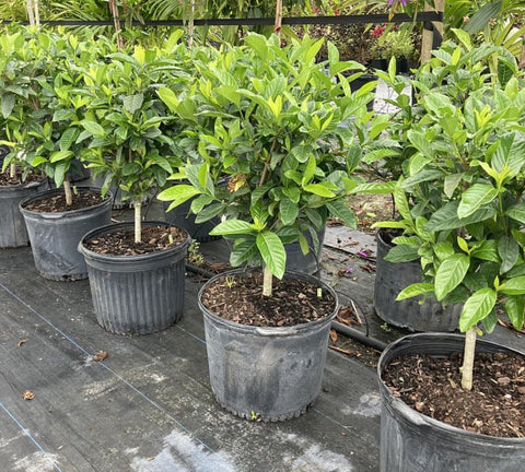 potted gardenia plant for sale Gardenia Grafted Miami Supreme for Sale