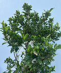 Gardenia Miami Supreme Bush (Gardenia Jasminoides 'Miami Supreme') - Plantology USA - Grower's Pick 4+ Feet