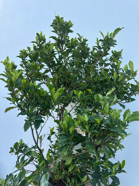 Gardenia Miami Supreme Bush (Gardenia Jasminoides 'Miami Supreme') - Plantology USA - Grower's Pick 4+ Feet