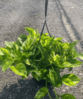 Golden Pothos (Epipremnum Aureum 'Marble Queen') - Plantology USA - 1 Gallon