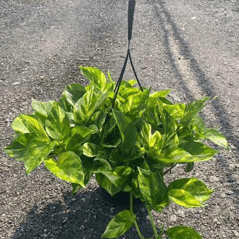 pothos for sale online Golden Pothos for Sale