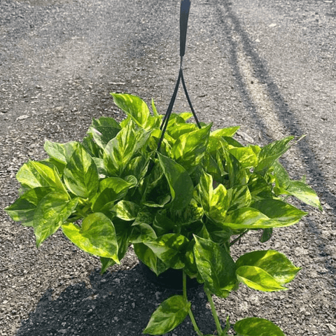 Golden Pothos (Epipremnum Aureum 'Marble Queen') - Plantology USA - 1 Gallon