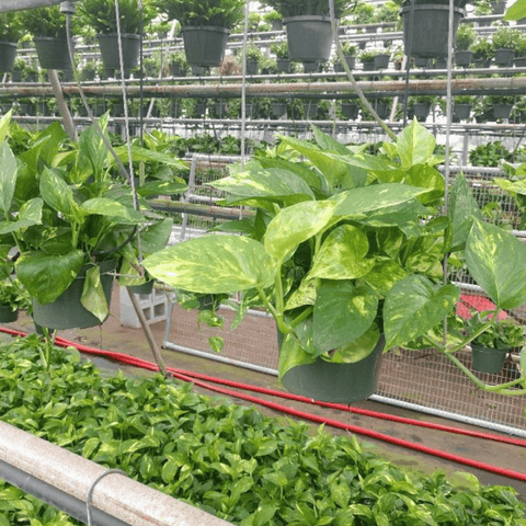 pothos sale Golden Pothos for Sale