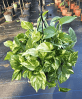 Golden Pothos (Epipremnum Aureum 'Marble Queen') - Plantology USA - 1 Gallon