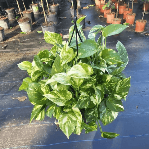 Golden Pothos (Epipremnum Aureum 'Marble Queen') - Plantology USA - 1 Gallon