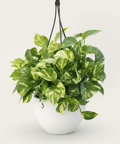 Golden Pothos (Epipremnum Aureum 'Marble Queen') - Plantology USA - 3 Gallon
