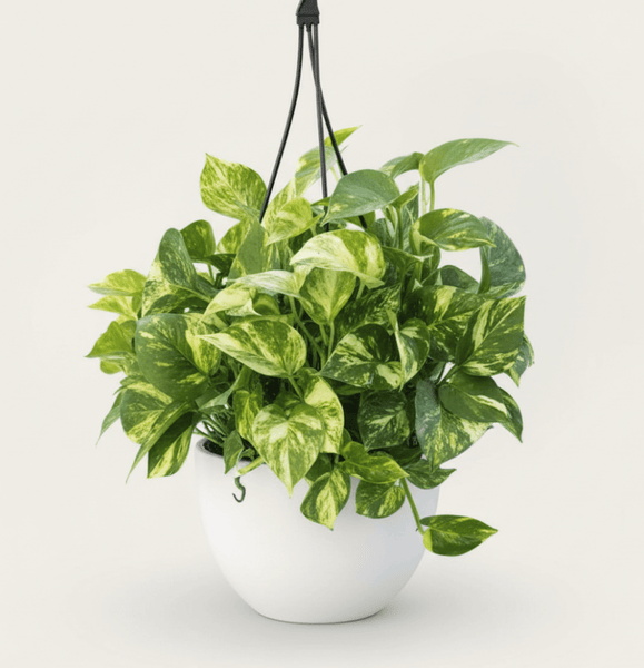 epi pothos asst Golden Pothos (Epipremnum Aureum 'Marble Queen')