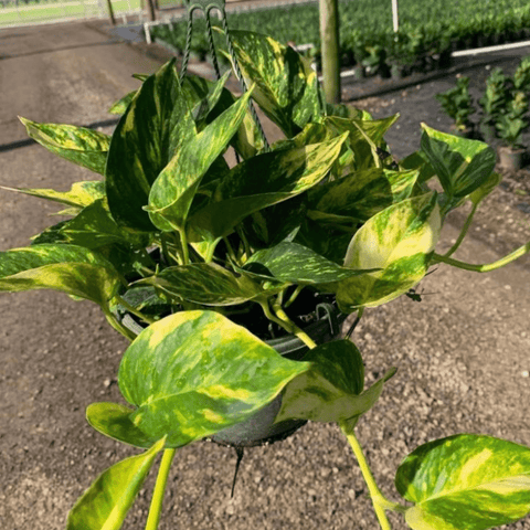 Golden Pothos (Epipremnum Aureum 'Marble Queen') - Plantology USA - 3 Gallon