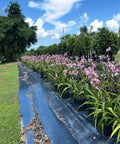 Ground Orchid - Plantology USA - 