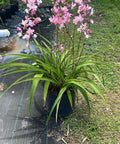 Ground Orchid - Plantology USA - 