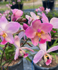 Ground Orchid - Plantology USA - 