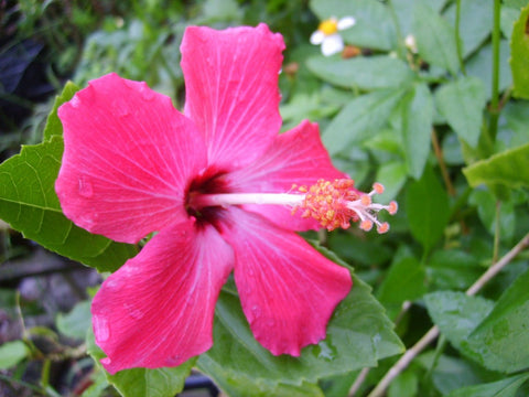 Hibiscus Bush Painted Lady (Hibiscus rosa-sinensis) - PlantologyUSA - Grower's Pick 25-30"
