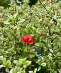 Hibiscus Bush Snow Queen (Hibiscus rosa - sinensis) - Plantology USA - Medium 2 - 3 Feet