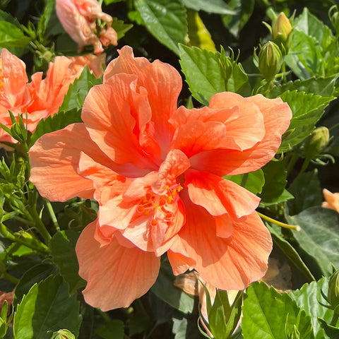 Hibiscus Bush Tropical 'Double Orange' (Hibiscus rosa-sinensis) - PlantologyUSA - Grower's Pick 25-30"