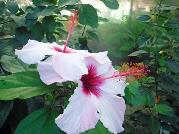ポジャギ　130×120 ホワイトリネン　No.175 Hibiscus Bush White Wing for Sale | PlantologyUSA.com – Plantology USA