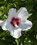 Hibiscus Bush White Wing (Hibiscus arnottianus) - PlantologyUSA - Grower's Pick 25-30"