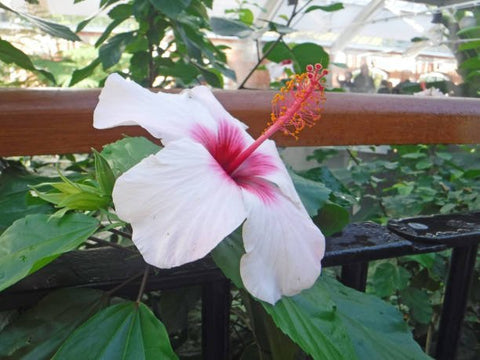 Hibiscus Bush White Wing (Hibiscus arnottianus) - PlantologyUSA - Large 25" 7 Gallon