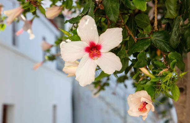 Hibiscus Bush White Wing for Sale | PlantologyUSA.com – Plantology USA