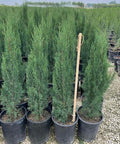 Italian Cypress (Cupressus sempervirens) - Plantology USA - 3 - 4 Feet