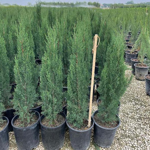 Italian Cypress (Cupressus sempervirens) - Plantology USA - 3 - 4 Feet